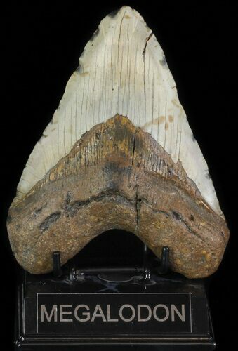 Megalodon Tooth (Repaired) - North Carolina #66103